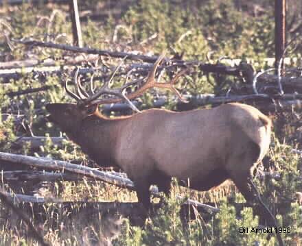 This is a beautiful Bull Elk just before the start of hunting season in 1996
