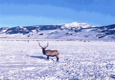 During the hard months of winter the Elk will go to their winter grounds. Here you will see Elk on The National Elk Refuge. Note the Elk in the background.