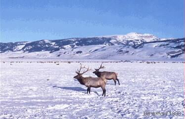 During the hard months of winter the Elk will go to their winter grounds. Here you will see Elk on The National Elk Refuge.