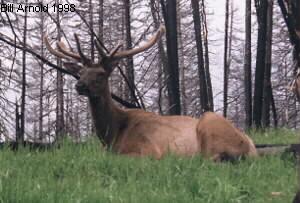 The next two photos are during the month of July when their antlers are in velvet and growing fast.