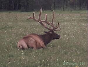 As you can see they are two different Elk but were photographed about the same time of year.